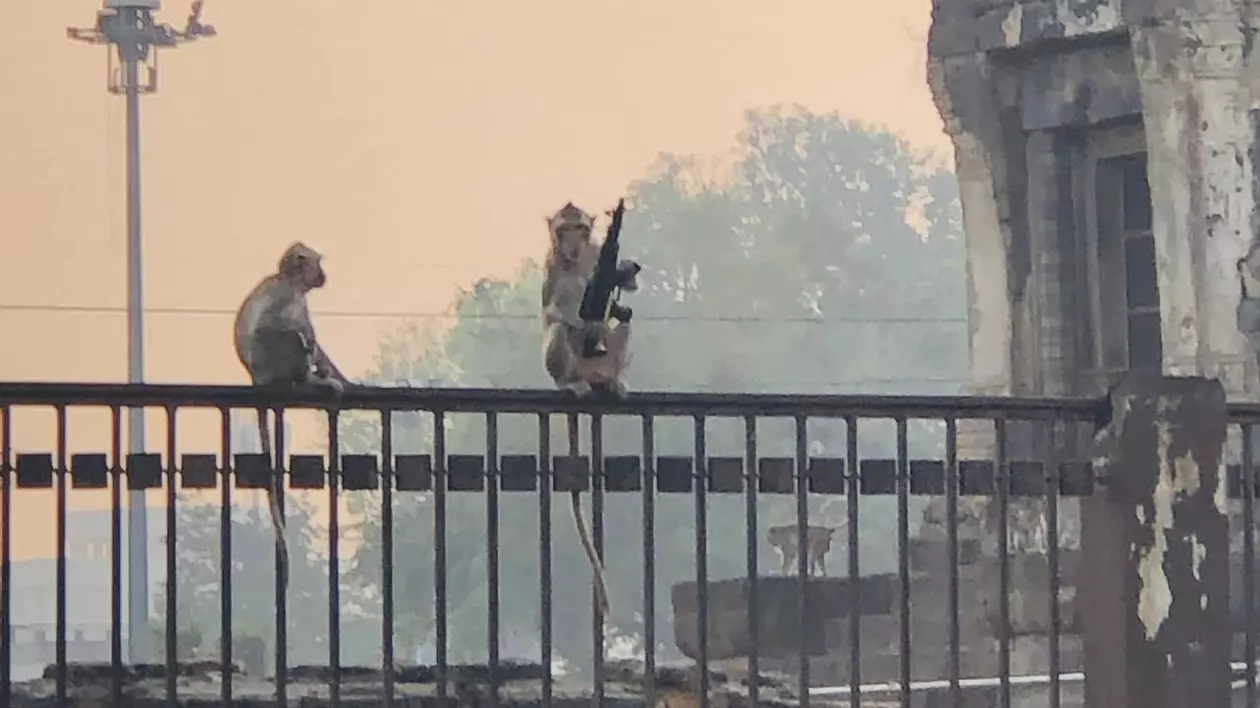 „Nu te pune cu maimuțele”. Orașul thailandez Lopburi, locul unde macacii își păzesc teritoriul „cu arma” | VIDEO