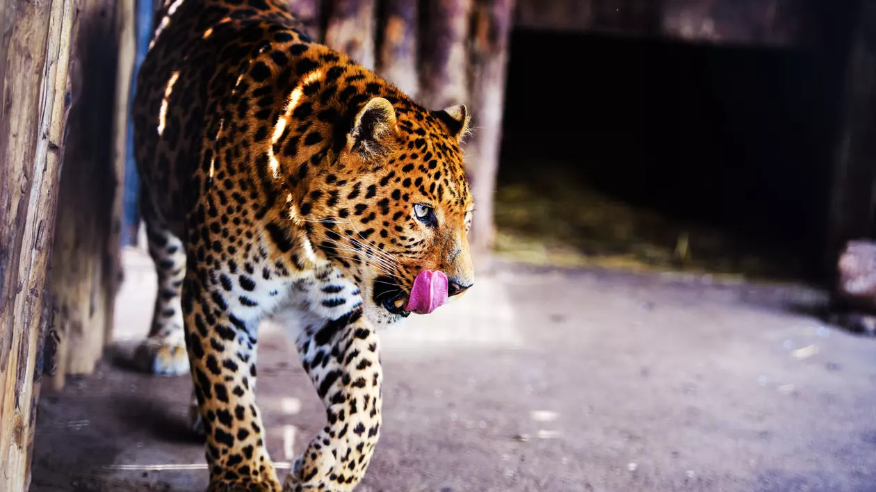 De unde vine expresia „afară-i vopsit gardul, înăuntru-i leopardul” și ce înseamnă - Imagine cu un leopard aflat într-un spaţiu înconjurat de un gard de lemn