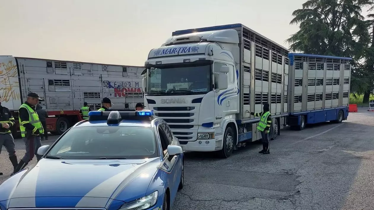 Șofer român cu TIR-ul plin cu miei, amendat cu 6.500 de euro, în Italia. Toate animalele au fost descărcate din camion