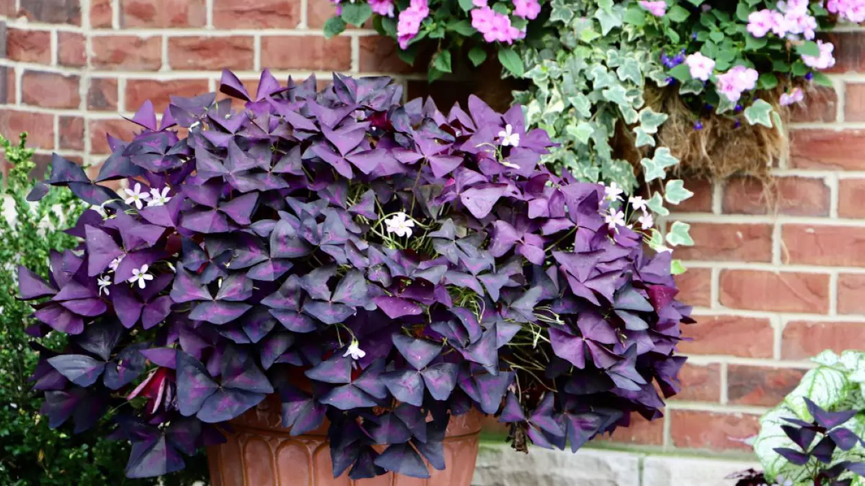 Cum să îngrijești Oxalis triangularis - trifoiul ornamental