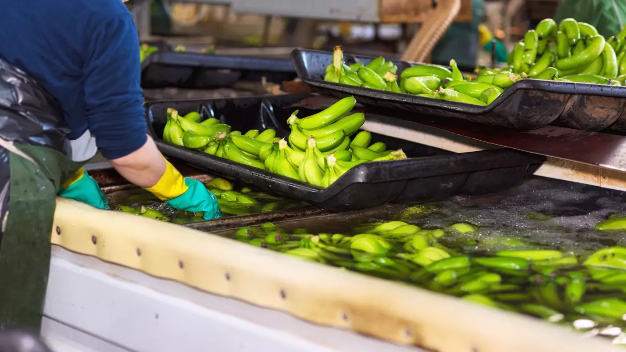 România, exportator de banane, mandarine, nuci de cocos și kiwi. Trimiterile externe de fructe exotice ale României au scăzut de cinci ori într-un an