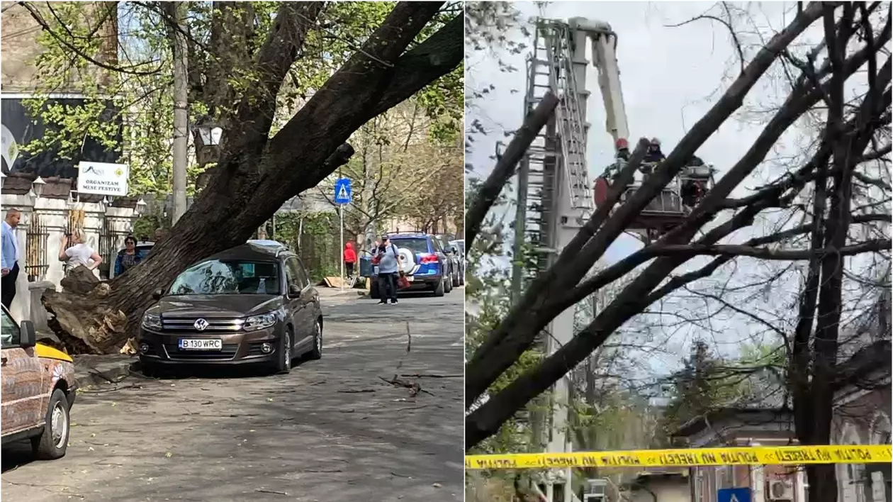 Bucureștiul, sub cod portocaliu de vânt: copaci doborâți pe mașini de rafalele puternice. Imagini cu urmările