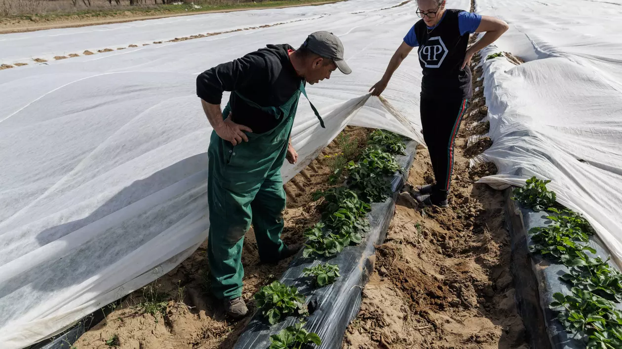 VIDEO REPORTAJ. Inspirați de fermele unde au lucrat în străinătate, producătorii doljeni investesc într-o cultură mai bănoasă decât pepenii: Se coc căpșunile la Dăbuleni