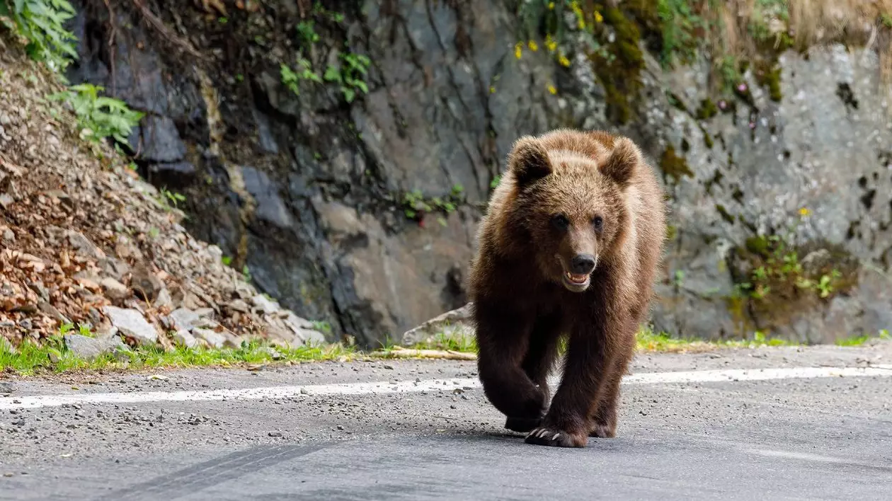 Turistă străină atacată de urs după ce a scos mâna pe geam să îi facă poză, în apropiere de barajul Vidraru