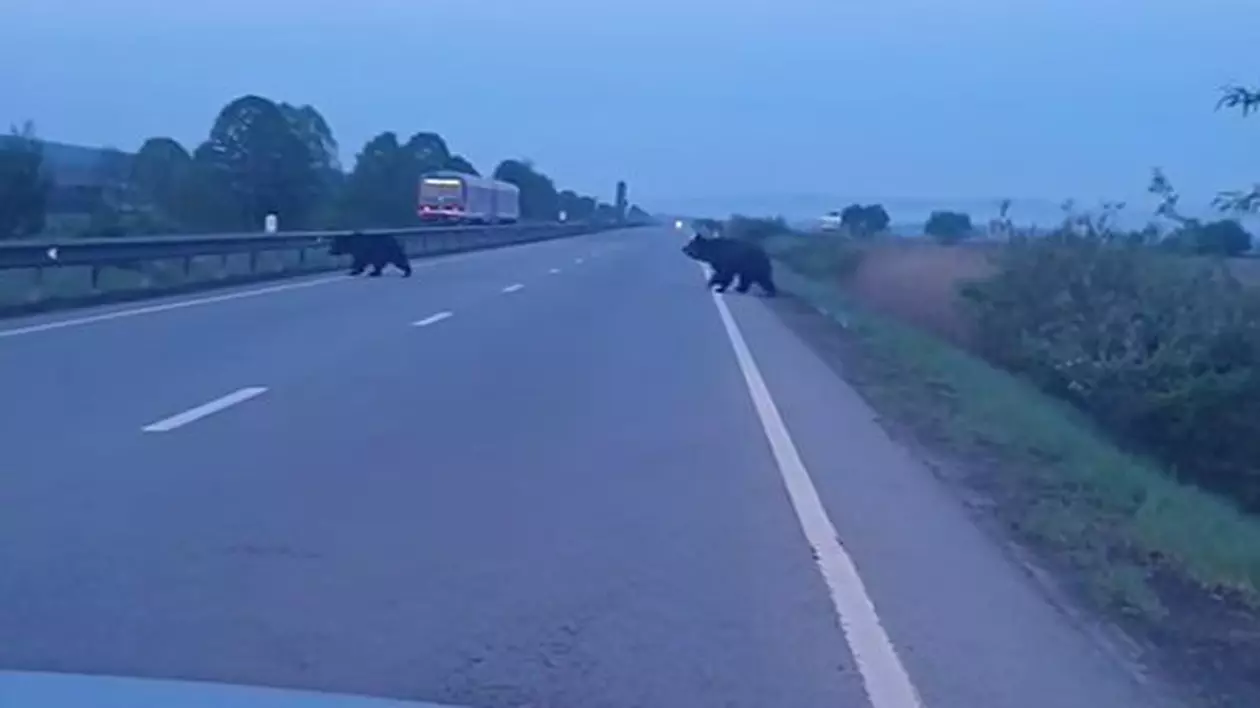 Doi urși, filmaţi în timp ce traversează un drum național, în judeţul Mureş. VIDEO