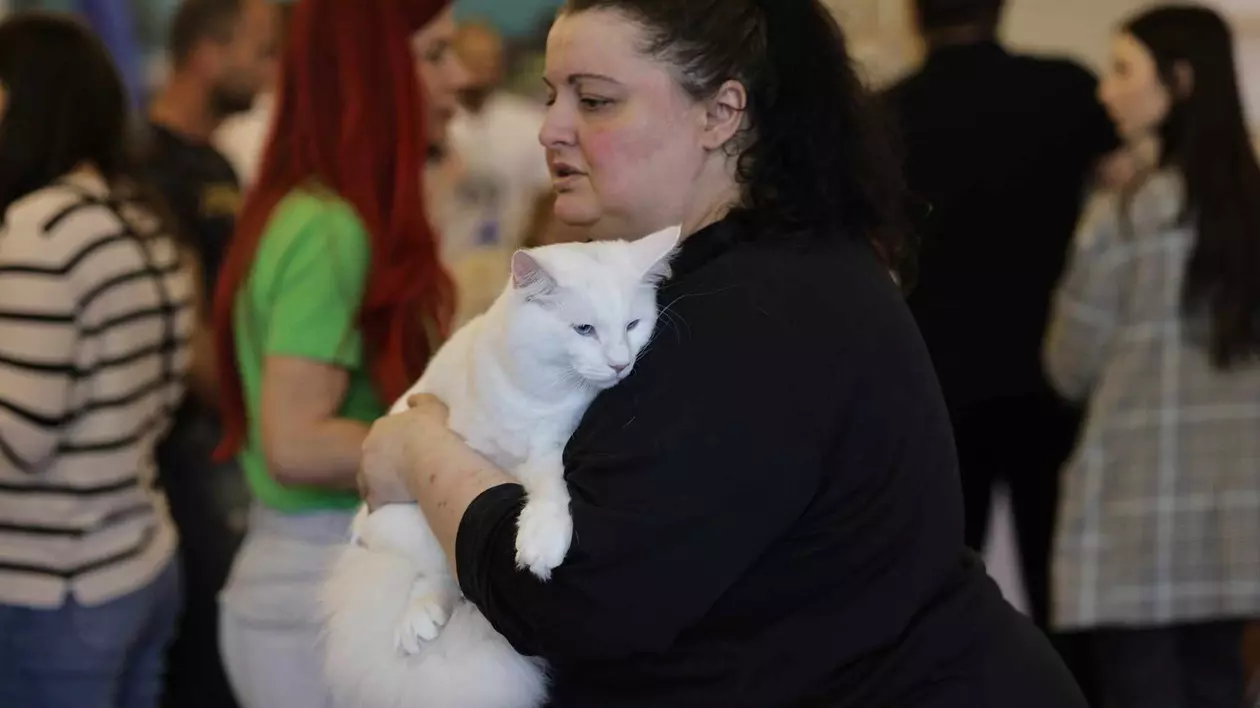 Nordri, câştigătorul cupei europene feline 2024, un superb motan alb din rasa Norvegian de Pădure, poate fi admirat la SofistiCAT, la Sala Palatului