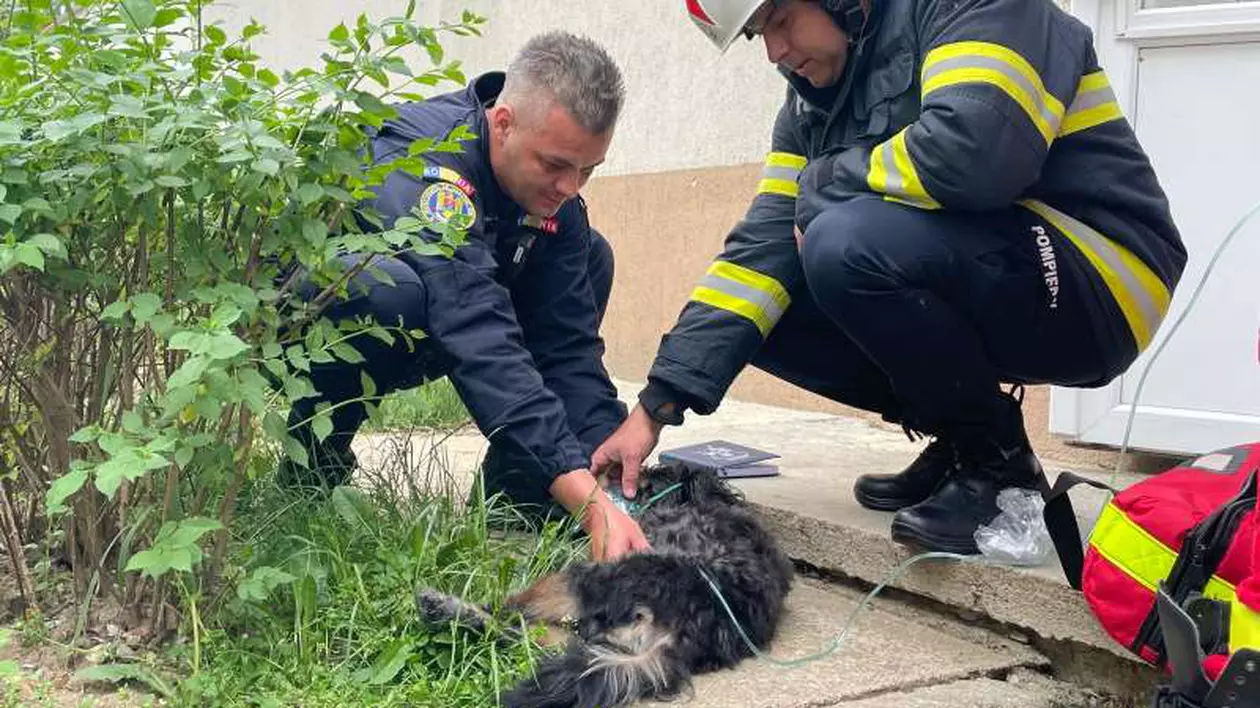 Incendiu într-un bloc din Pitești. Zece persoane s-au autoevacuat, un cățel a fost salvat de pompieri