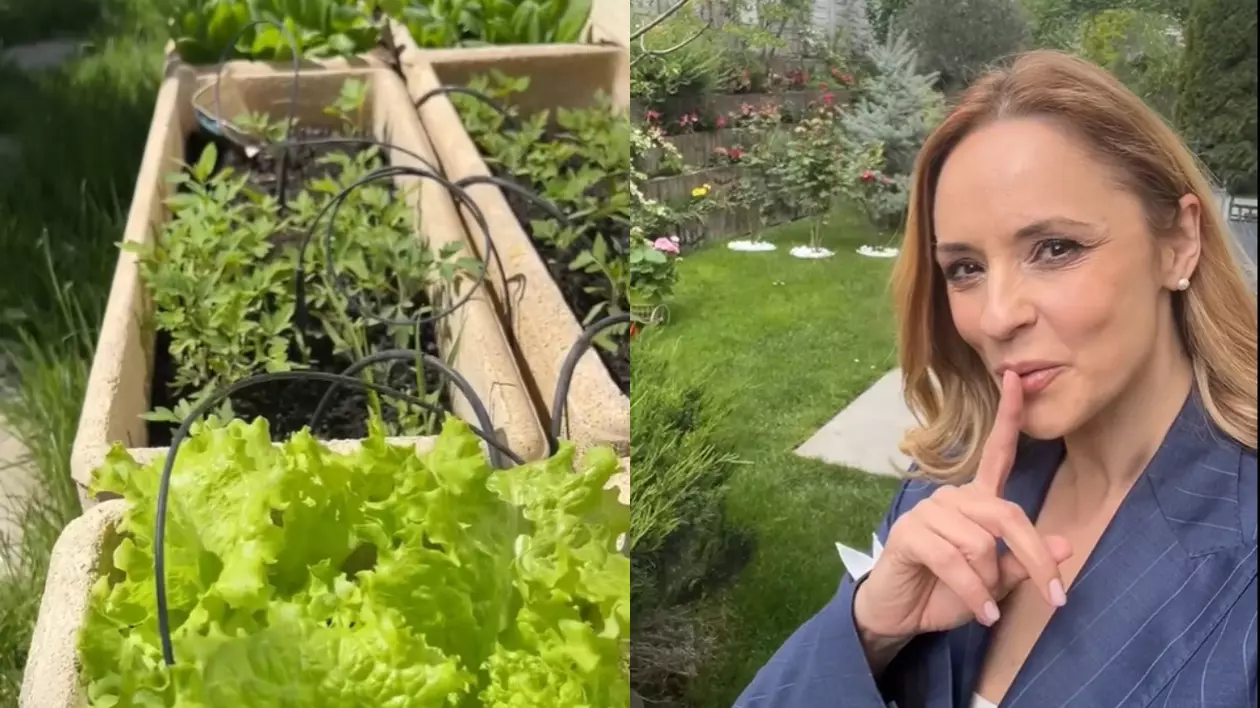 Imagini noi din grădina Andreei Marin. Are mulți trandafiri înfloriți, dar și plante aromatice, spanac și răsaduri de roșii