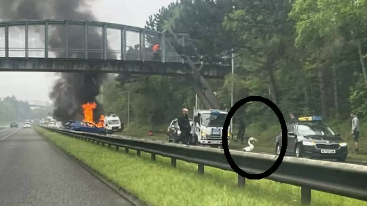 Apariția unei lebede pe o autostradă aglomerată din Anglia a dus la un accident urmat de un incendiu | VIDEO
