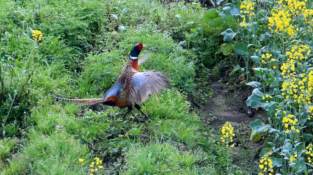 Trei români au fost arestați în Olanda, după ce au împușcat un fazan, din mașină, când se întorceau de la pescuit