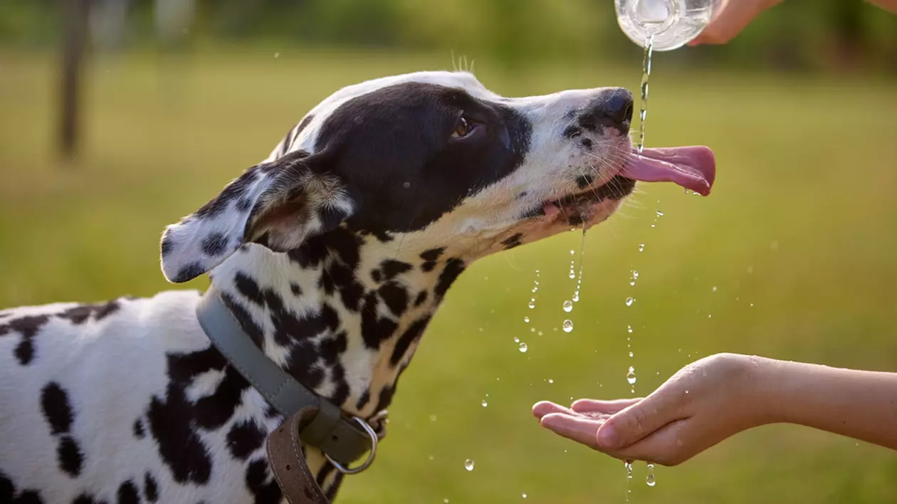 Cum ai grijă de animalul tău de companie pe caniculă