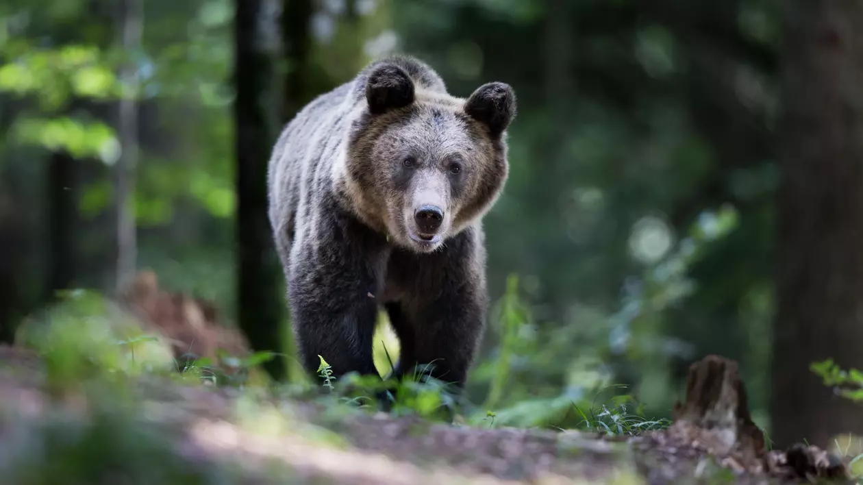 Întâlnirea unei românce cu ursul în Canada. Mesajul transmis mamiferului care a ocupat poteca: „Mergi, nu suntem așa interesanți!”