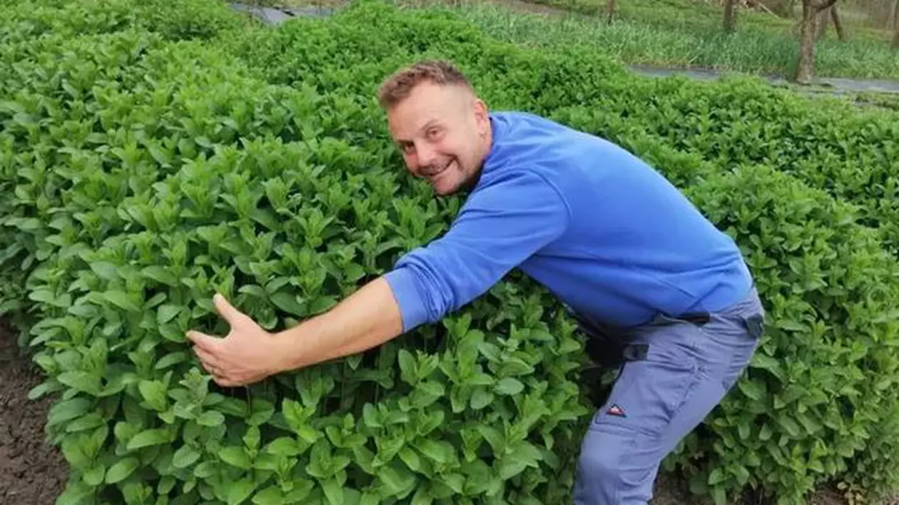 Povestea de succes a lui „Alex cu menta”, un tânăr întors din străinătate să cultive plante aromatice: „În patru luni se fac bani cât pentru tot anul”