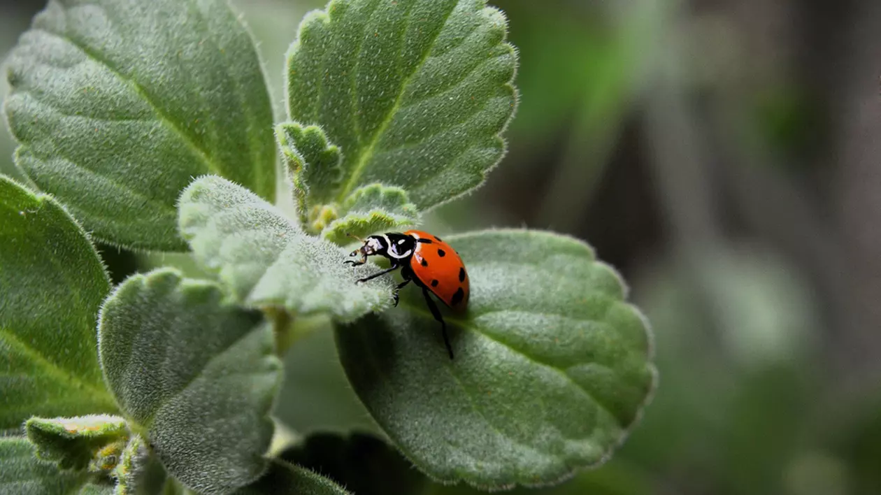 Curiozităţi despre buburuze – de ce sunt nişte insecte utile