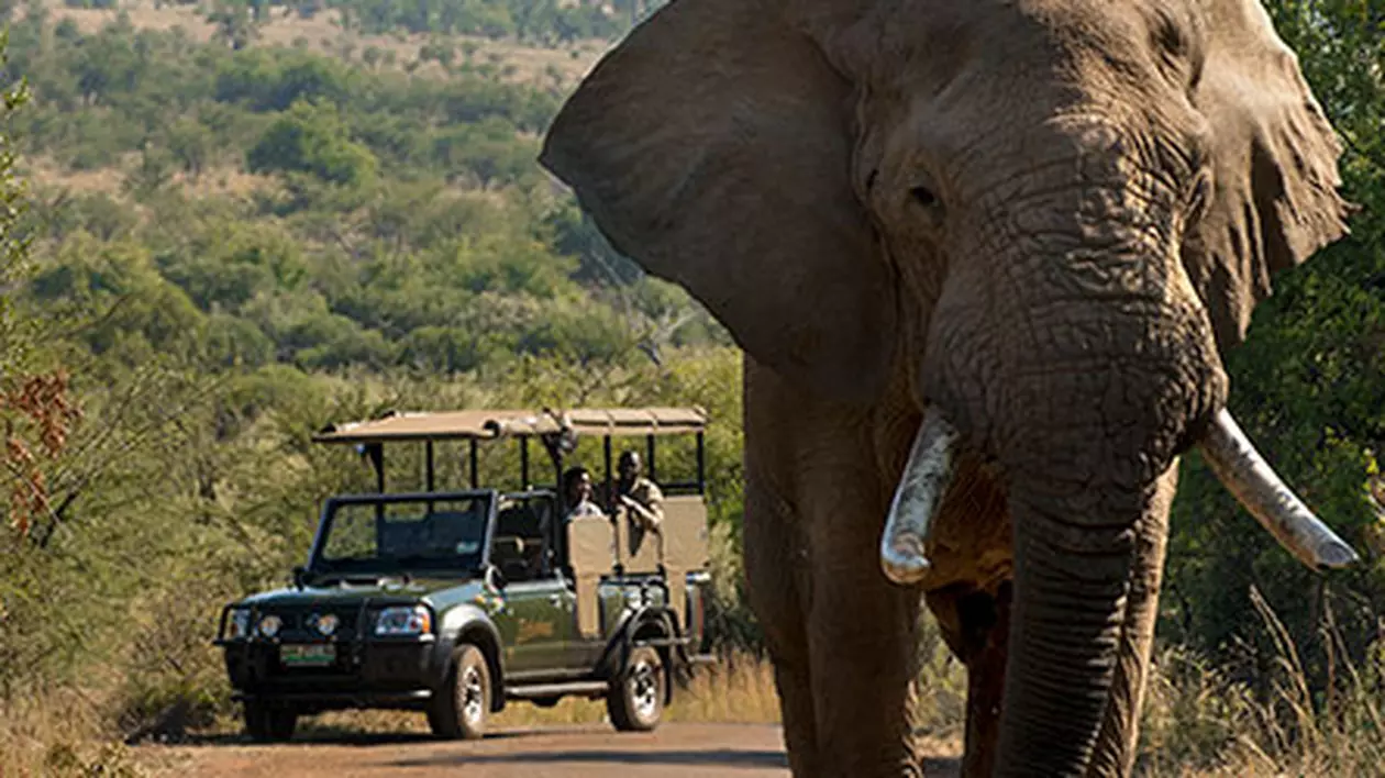 Un turist spaniol a murit călcat în picioare de elefanți, într-o rezervație din Africa de Sud, după ce a coborât pentru „poza perfectă”