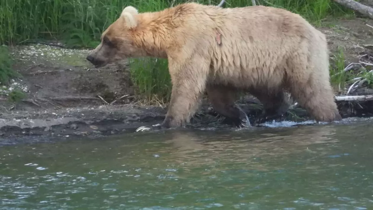 Alertă la grădina zoologică din Târgu Mureș după ce un urs aflat în libertate a intrat în incintă și a prins o căprioară