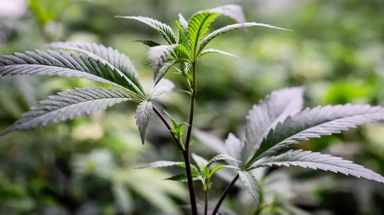 Fetiță de trei ani drogată cu marijuana, adusă la Spitalul Județean Constanța. Mama a spus că micuța a mâncat bomboane