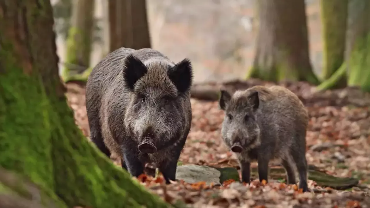 Un bărbat a lovit cu maşina o turmă de porci mistreţi, iar şapte dintre ei au murit. Reacţia Poliţiei