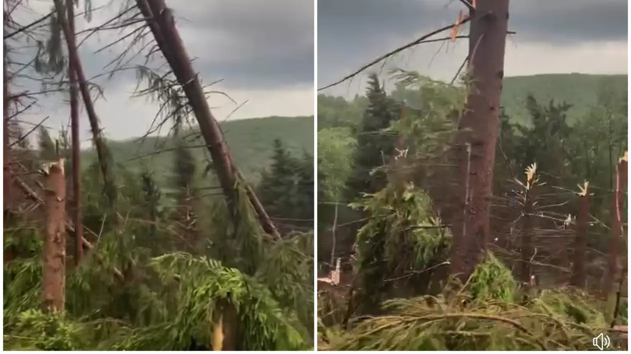 Furtună în Maramureș: pădure de brazi doborâtă, acoperișuri luate de vânt, un bărbat rănit de o prelată, zeci de apeluri la 112