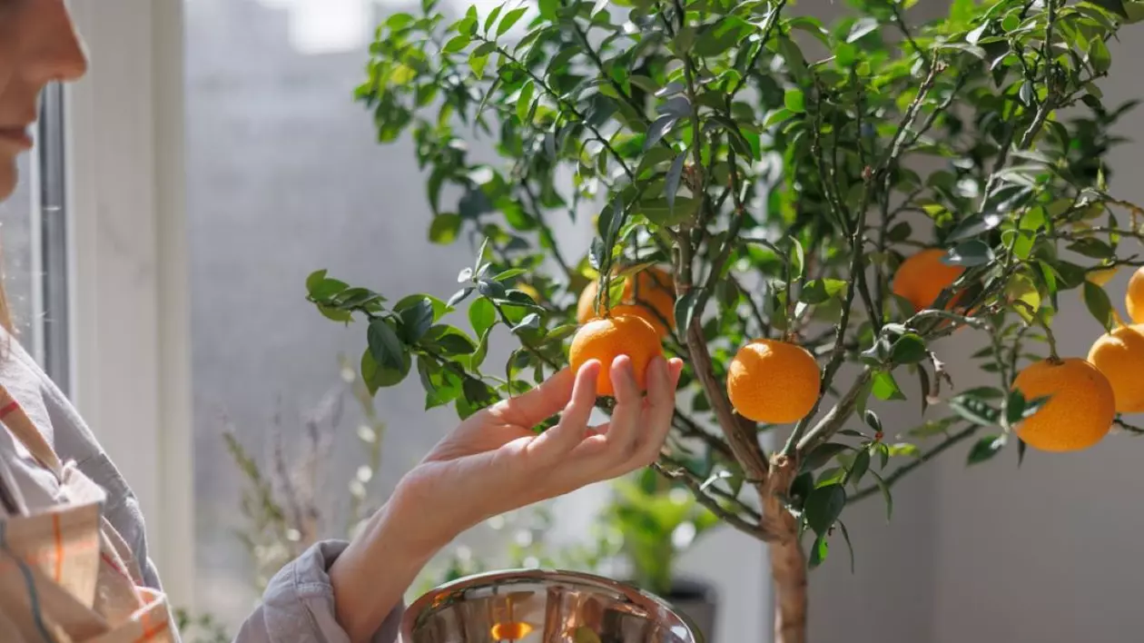 Plante exotice pe care le poţi cultiva şi în România