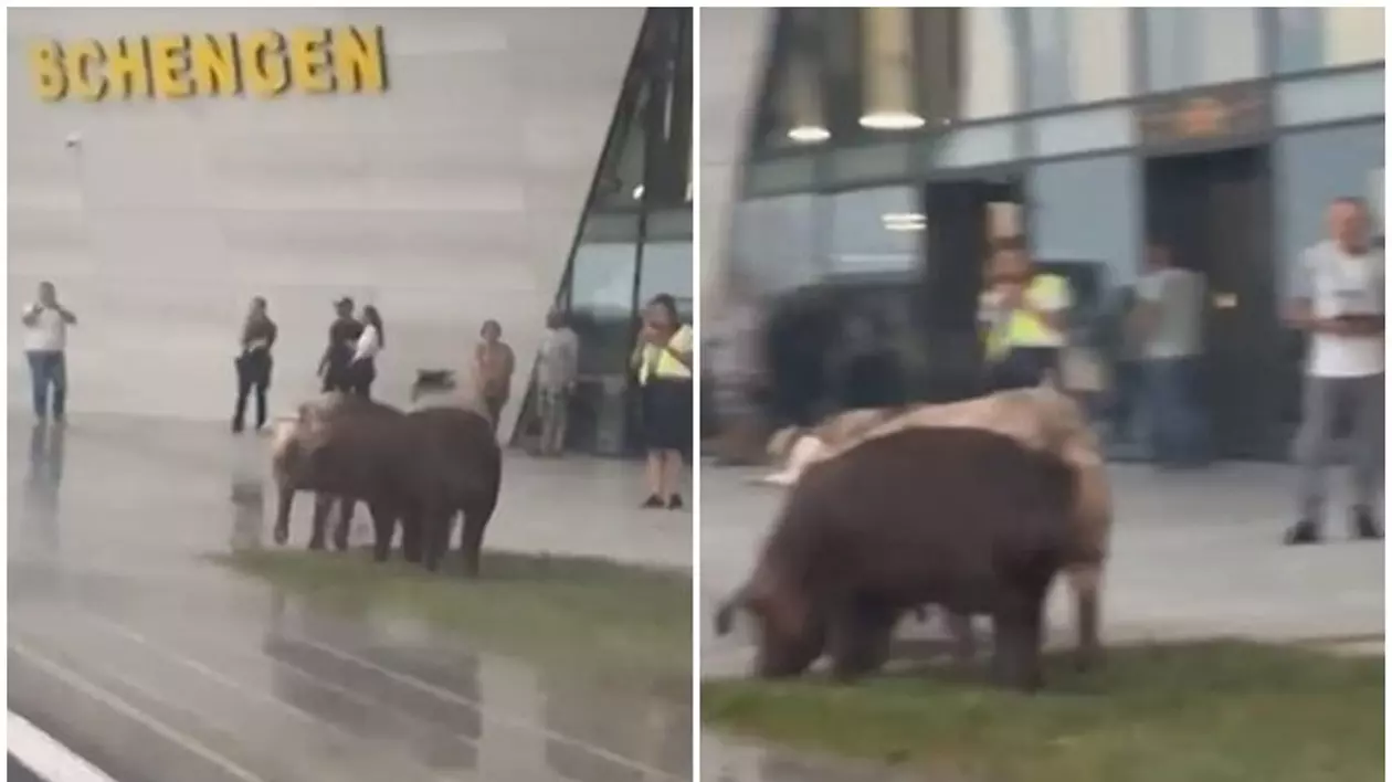 Porci filmaţi în faţa noului Terminal Schengen al Aeroportului din Timişoara