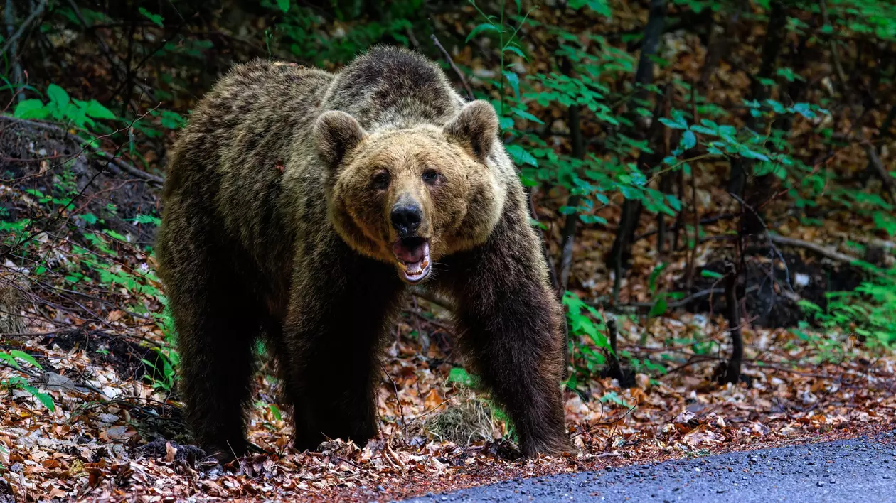 Urs brun Foto: Shutterstock