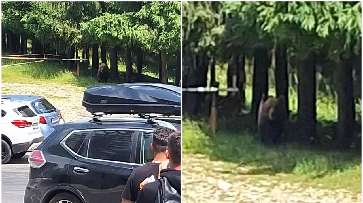 Urs „fără frică de om”, văzut la intrarea pe un traseu turistic din Munții Ciucaș. „Este atras de gunoaiele lăsate”