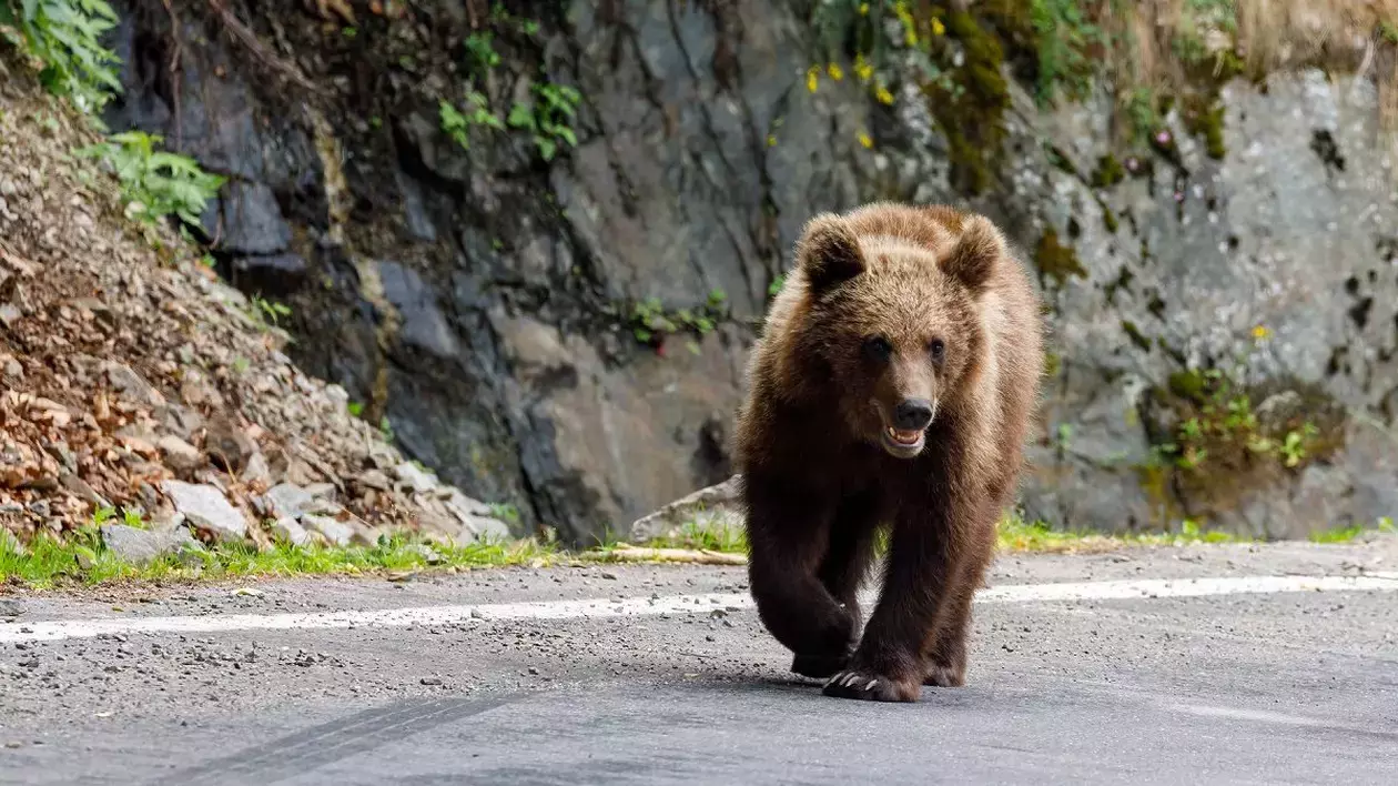 Mesaj RO-Alert în Băile Tuşnad, după ce a fost semnalată prezenţa unui urs