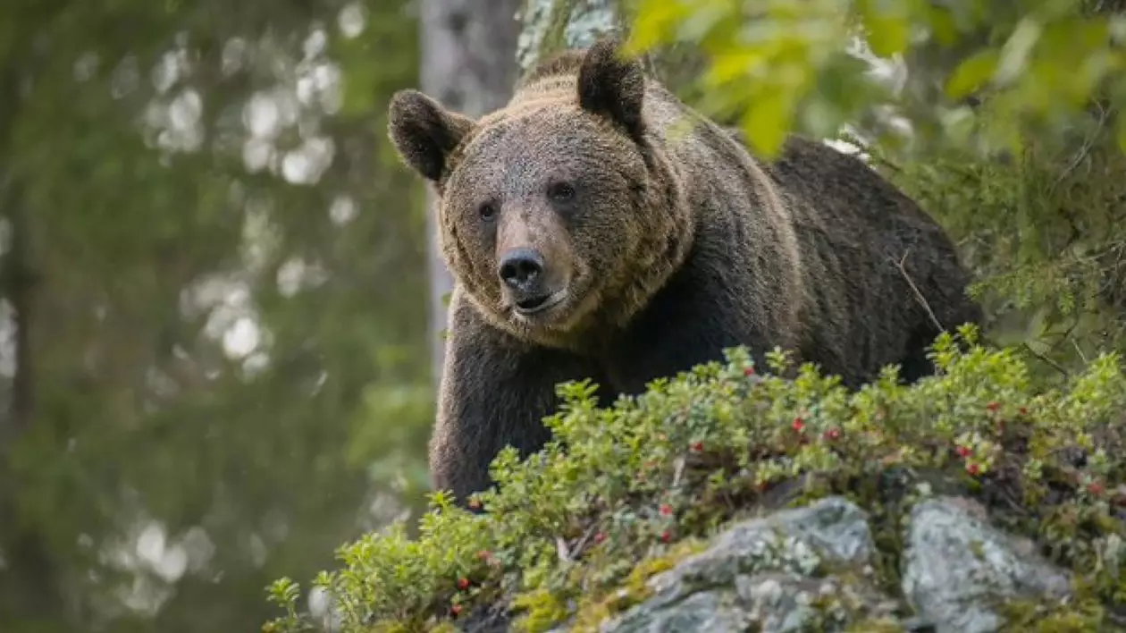 Turist rănit de un urs în provincia Trento. În aprilie 2023, un jogger italian a fost ucis aici de un animal sălbatic