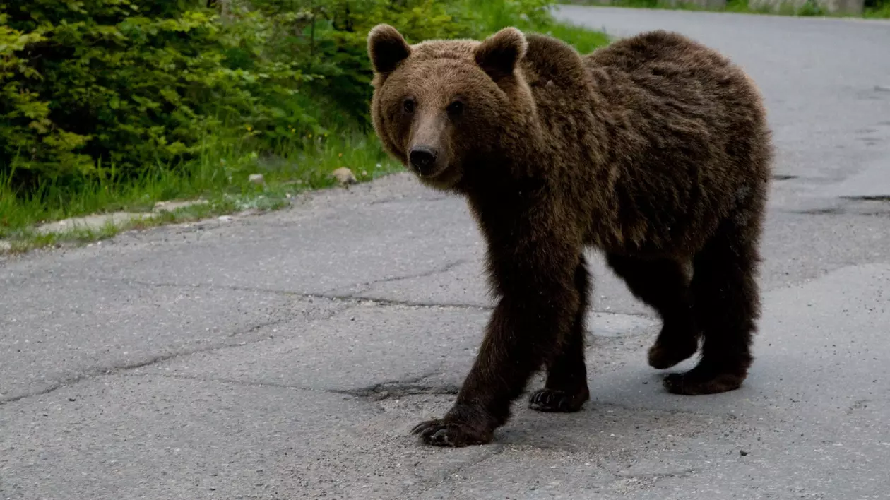 Urs văzut pe un drum din Câmpina. A fost emis mesaj RO-ALERT