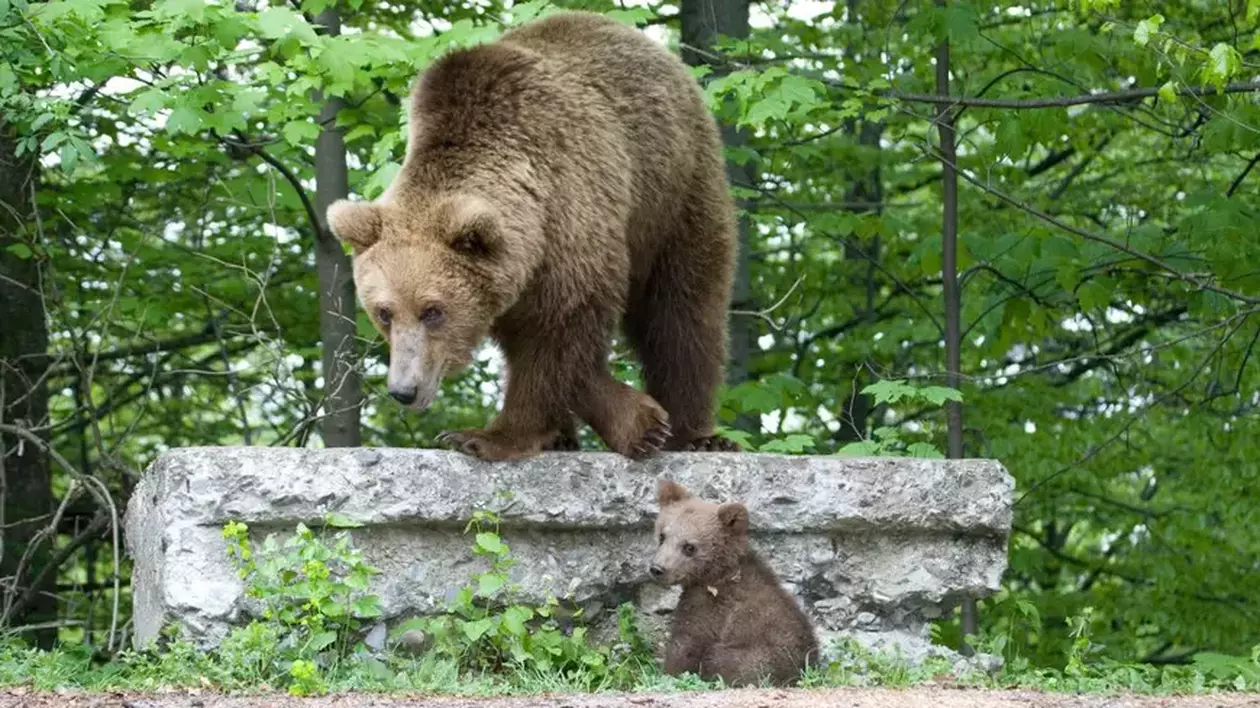 VIDEO Motivele pentru care urșii și-au schimbat radical comportamentul, preferând orașele în locul pădurilor. STUDIU