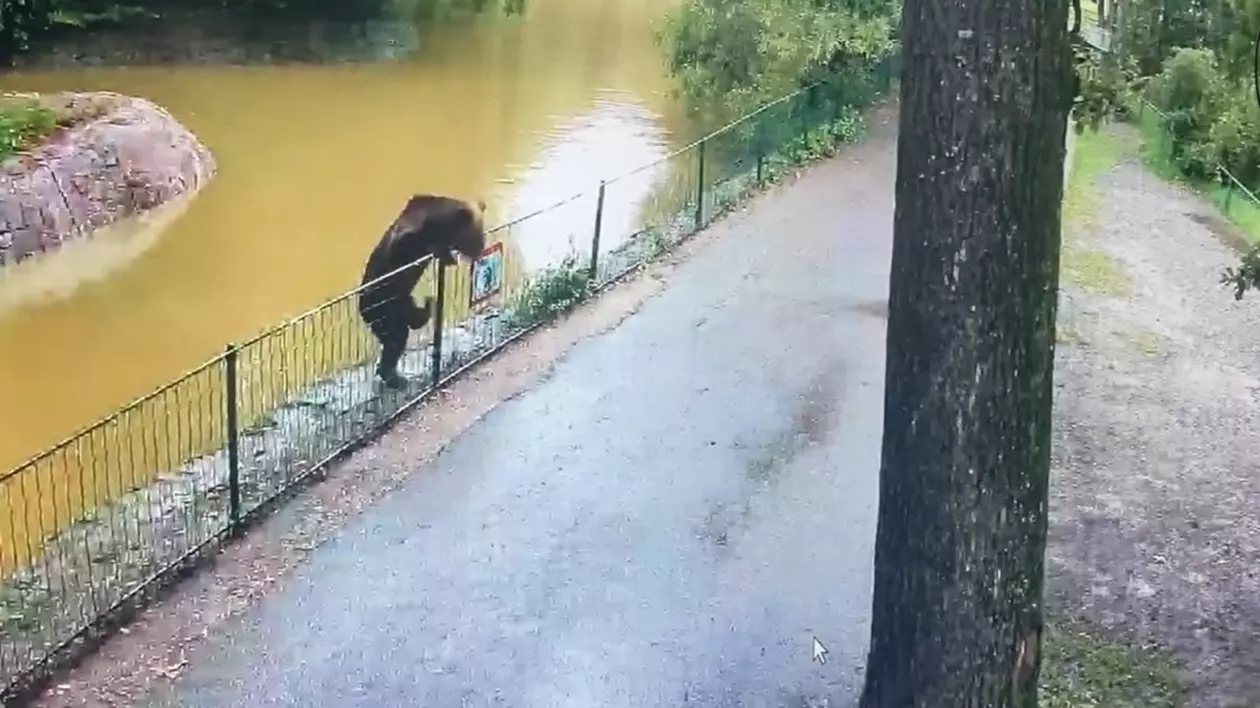 Un urs care s-a plimbat prin Grădina Zoologică Târgu Mureş și a omorât patru animale a fost împuşcat