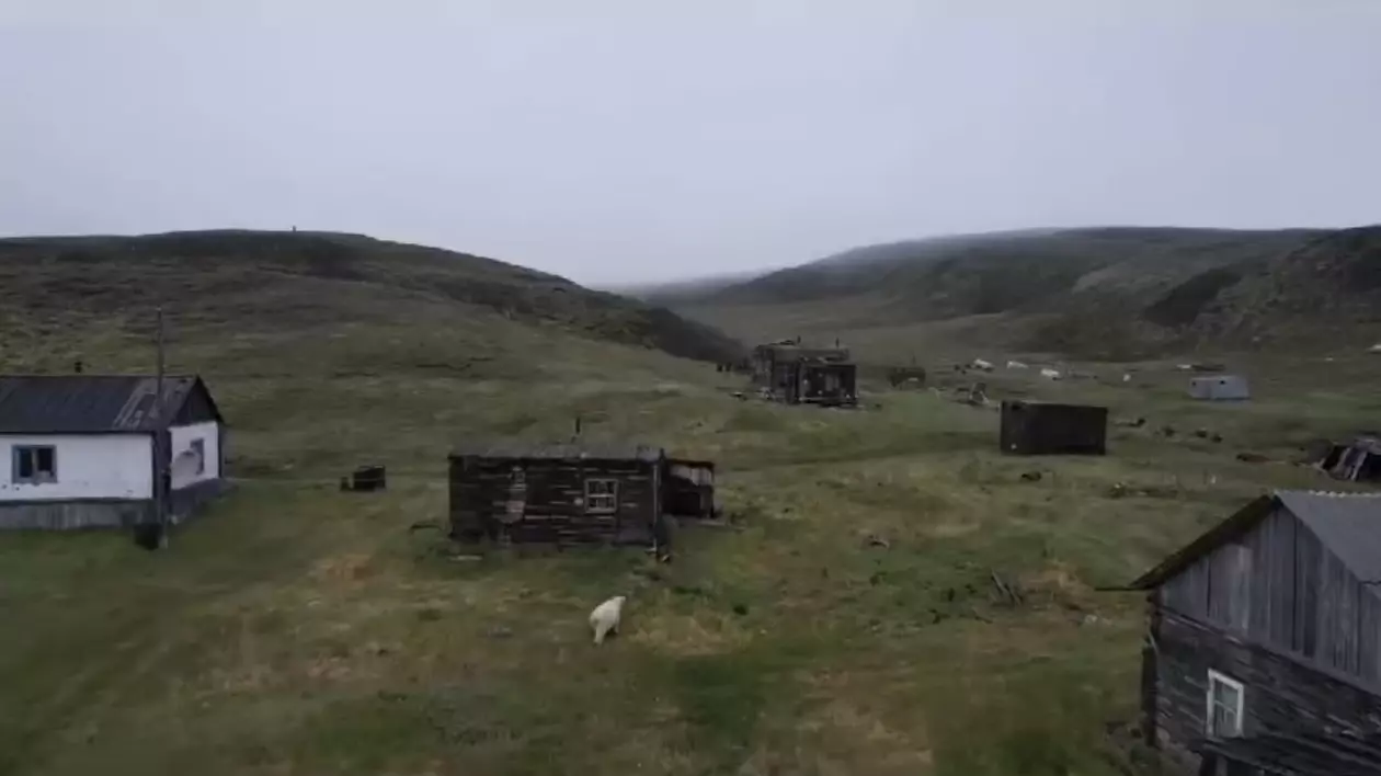Un urs polar pe nume Umka terorizează de 10 zile locuitorii unui sat din Iakutia, care nu mai ies din case. VIDEO