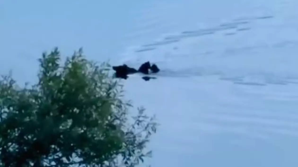 VIDEO. Imagini impresionante cu o ursoaică ce traversează Lacul Paltinu cu puii pe spate: „Operațiune specială!”