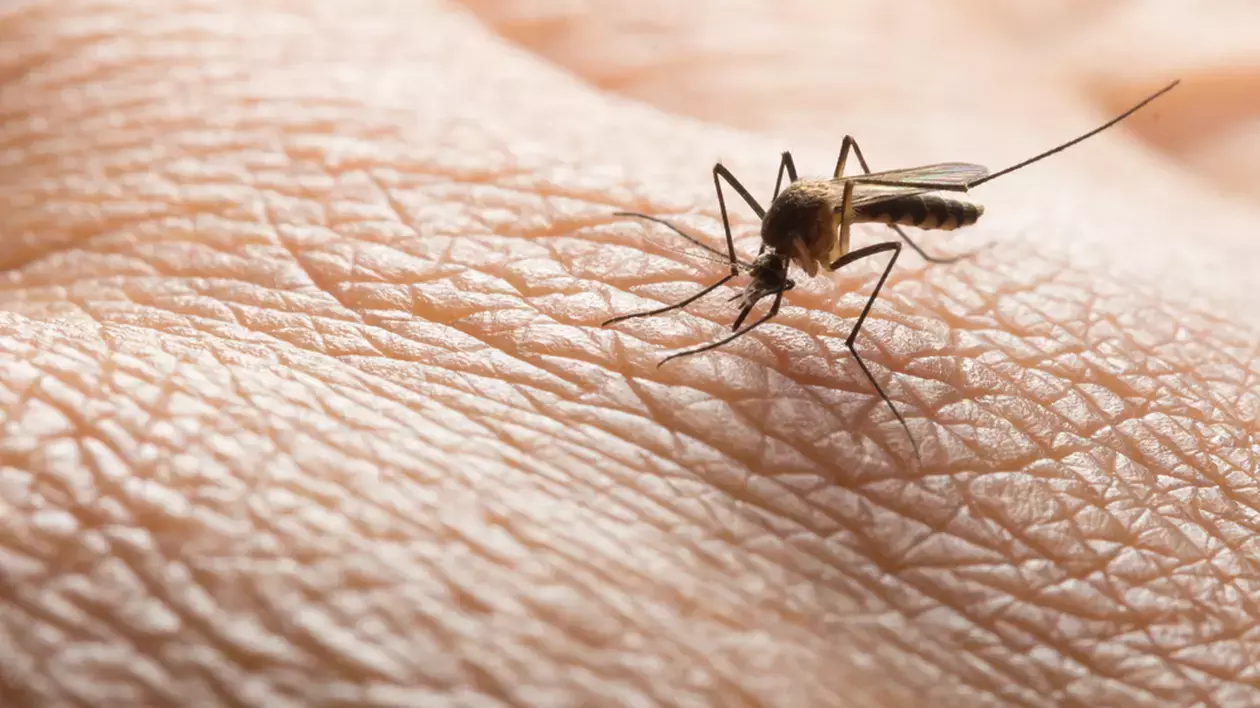 Un vârstnic din Suceava infectat cu virusul West Nile a murit. Altul e în stare gravă