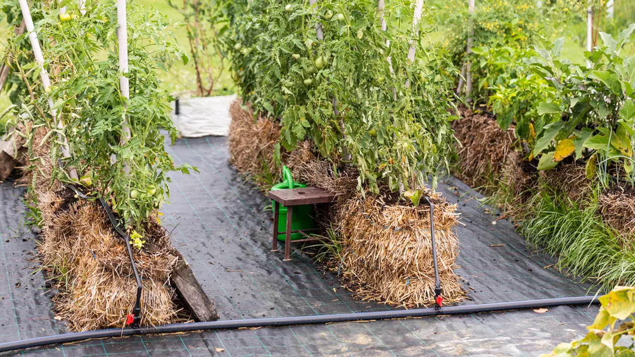 Cum să plantezi legume în baloţi de paie