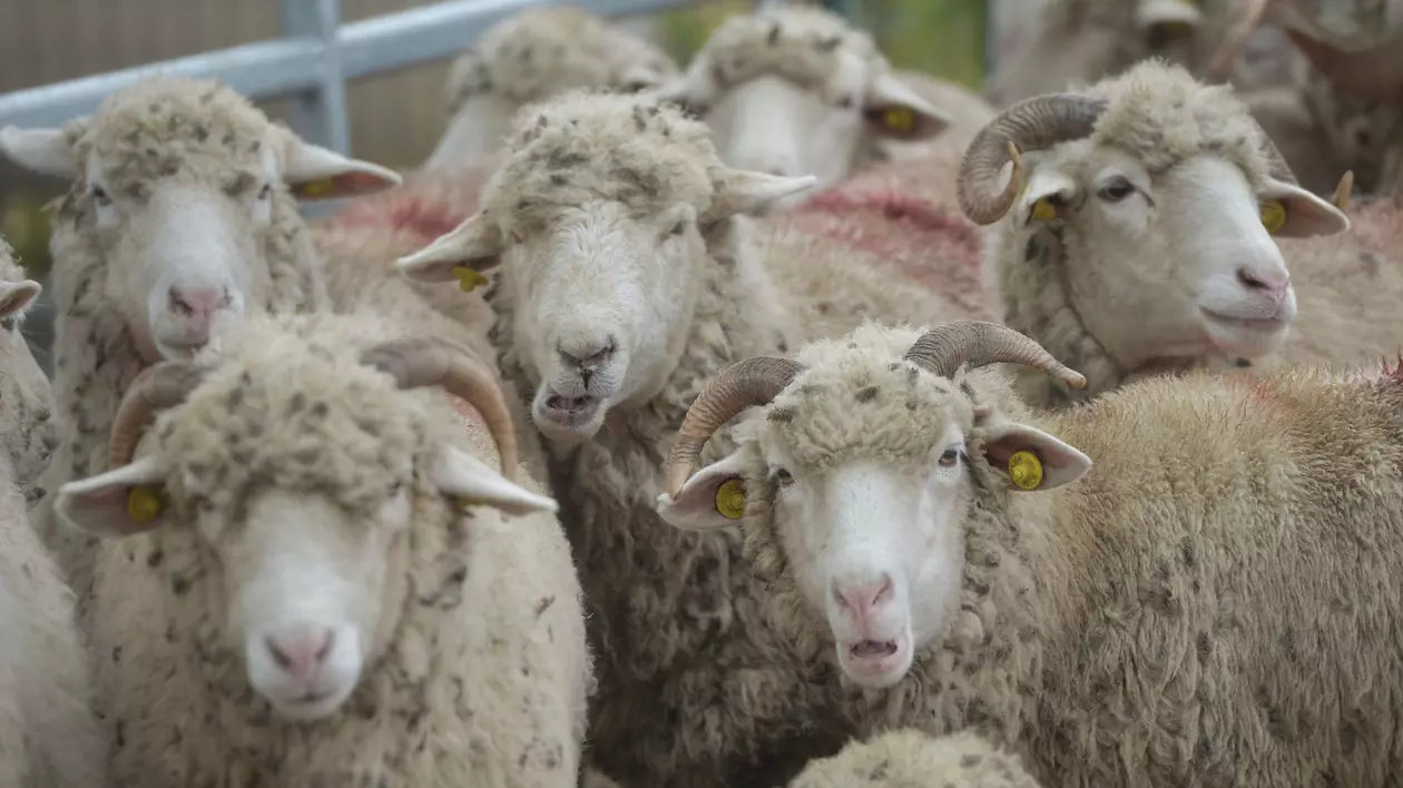 Peste o mie de ferme, afectate în Belgia de boala virală „limba albastră”. Crescătorii de animale se tem de o „catastrofă”