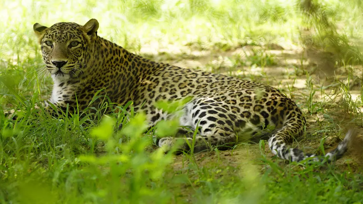 Proprietarul unei mici grădini zoologice private din Slovacia, ucis de un leopard