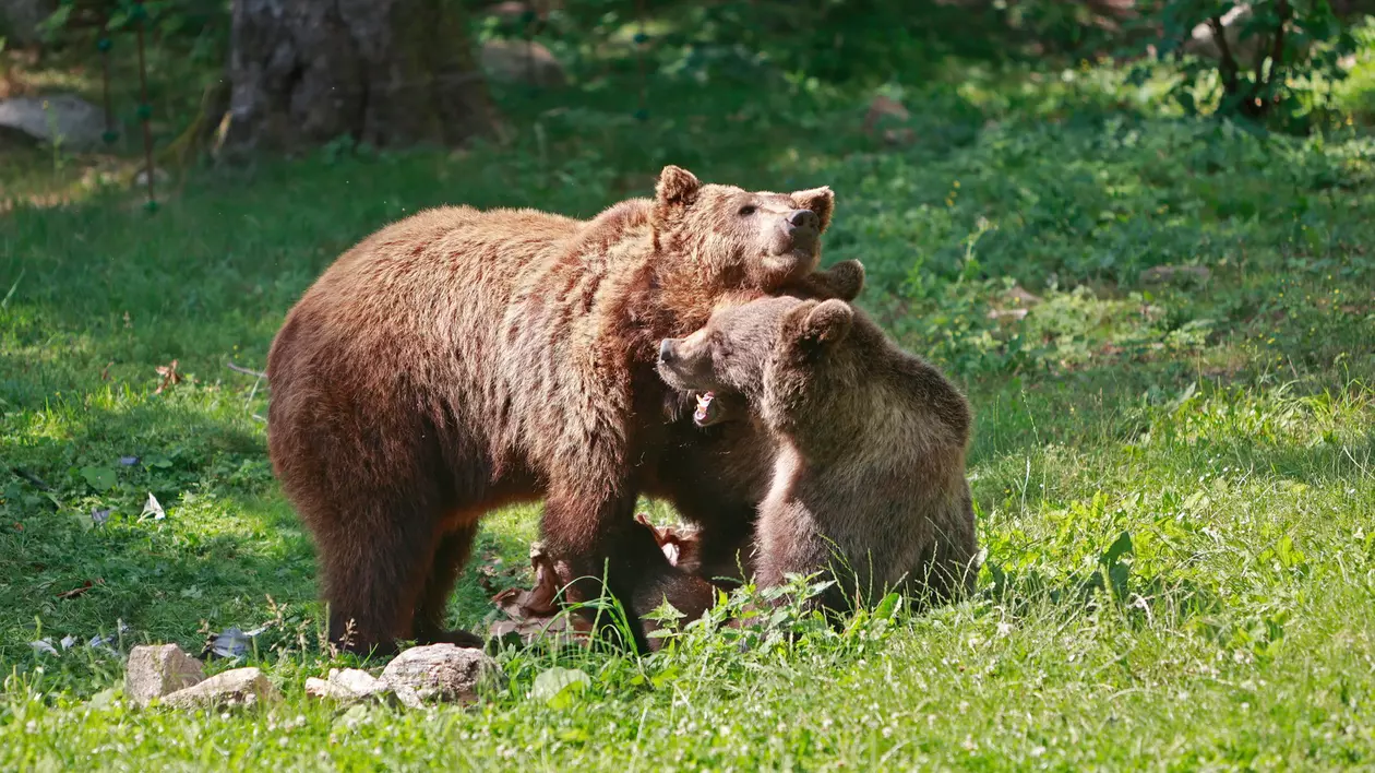 Suedia va ucide 20% din populaţia sa de urşi bruni, în cadrul vânătorii anuale. Ecologiștii sunt revoltați