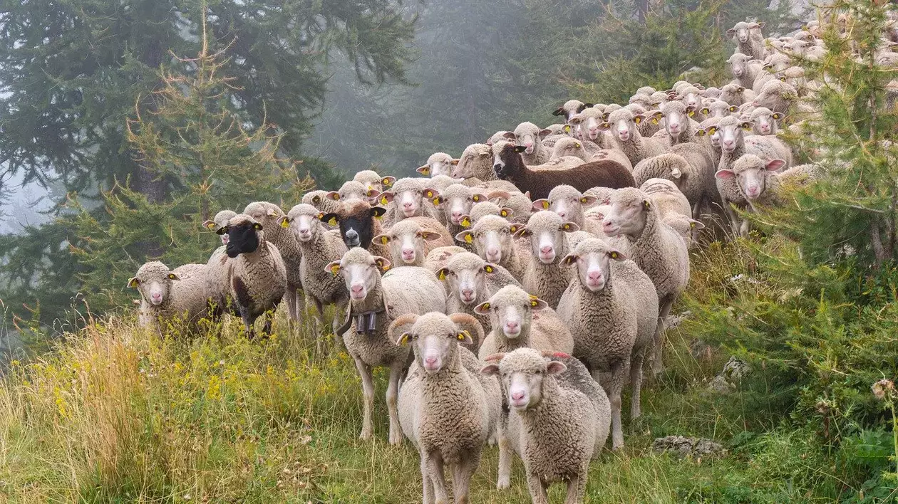 Pesta oilor se extinde. 60 de focare sunt active la nivel naţional, anunță Autoritatea Sanitară Veterinară