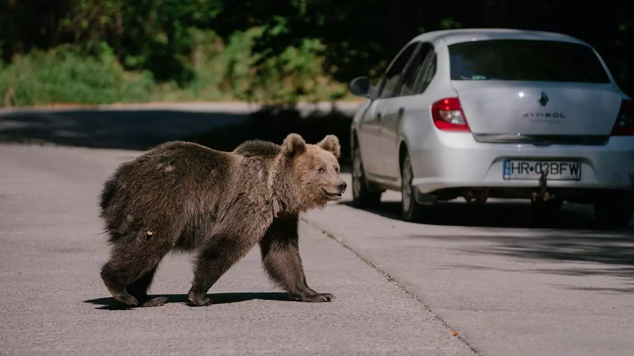 Trei mesaje RO-Alert în doar 90 de minute, pentru a anunţa prezenţa urşilor în zone locuite din Harghita