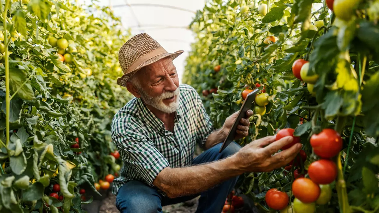 Cum sa obtii seminte de rosii- Un batran isi culege rosiile coapte din plantatia sa