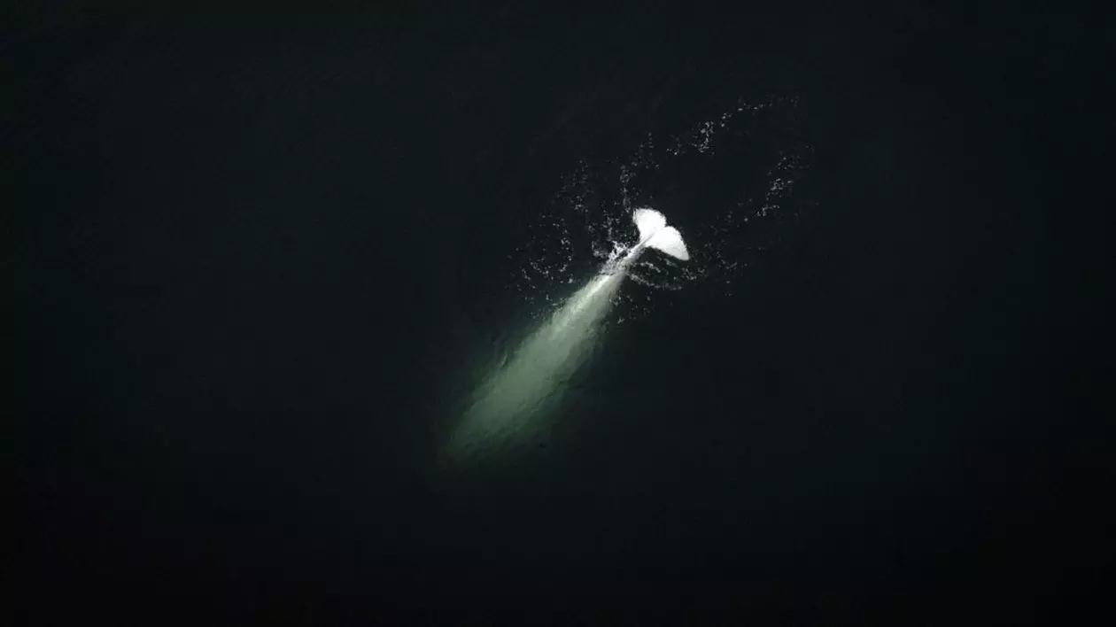 Descoperire importantă pe coasta de est a Noii Zeelande. Cercetătorii au găsit o nouă specie de „rechin-fantomă”