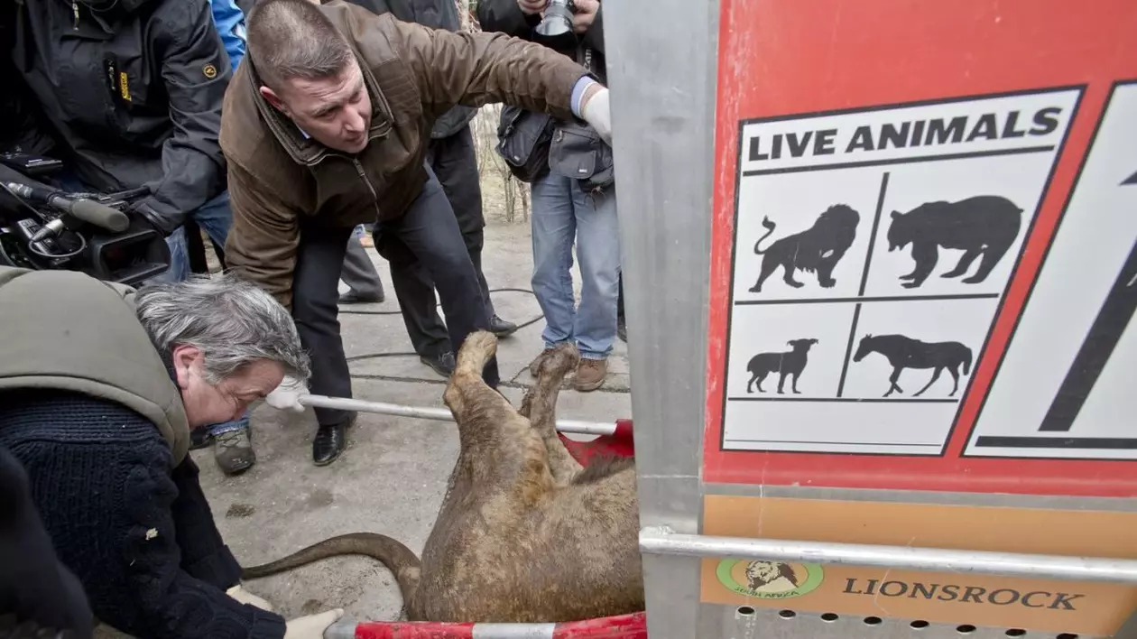 Percheziții de amploare la Nuțu Cămătaru. Anchetatorii căutau un cal de rasă, dar au găsit animale exotice