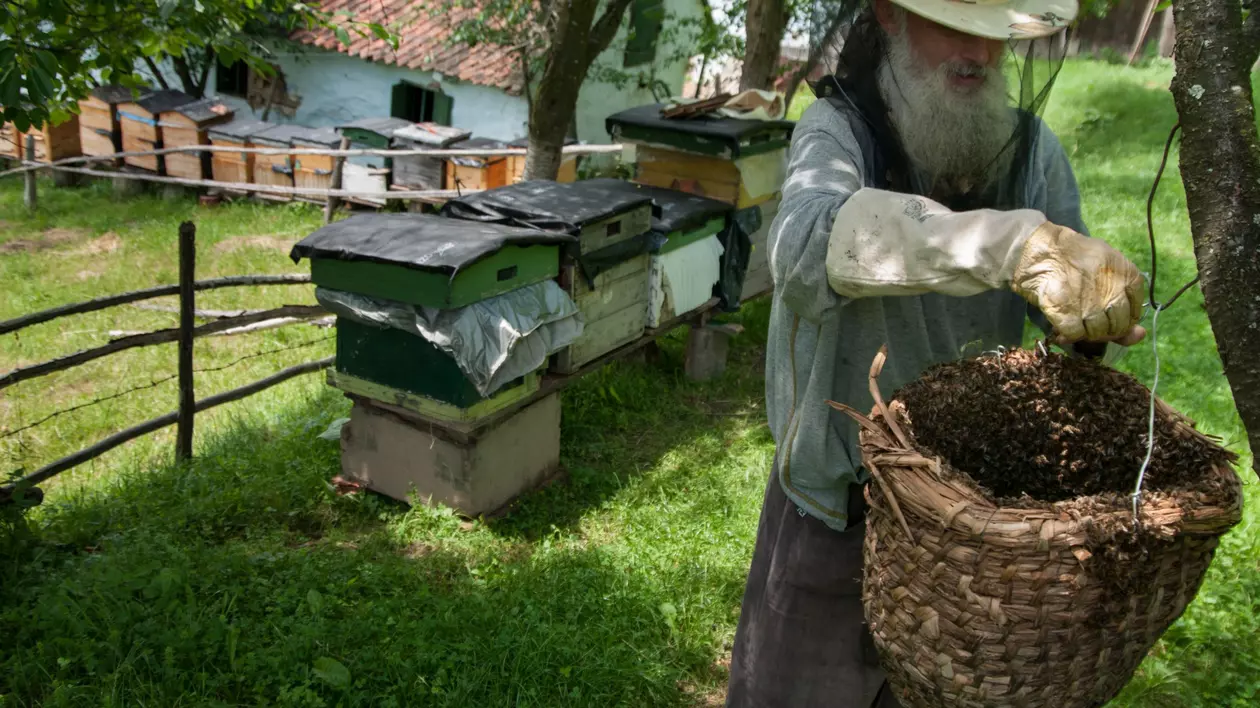 Apicultorii români au nevoie de ajutor financiar de la stat după ce producția de miere a scăzut îngrijorător. Foto: Hepta