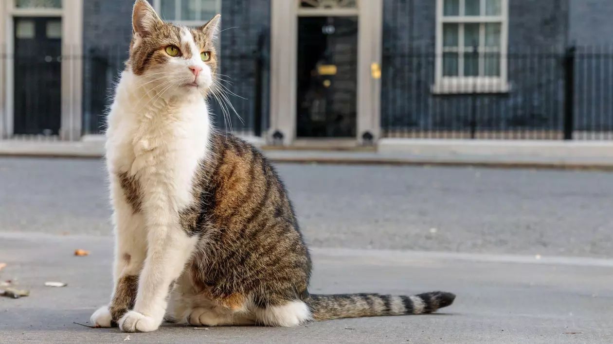 Invazie de șoareci în cartierul guvernamental din Londra. Motanul Larry, „cel mai vechi locatar din Downing Street”, are concurență