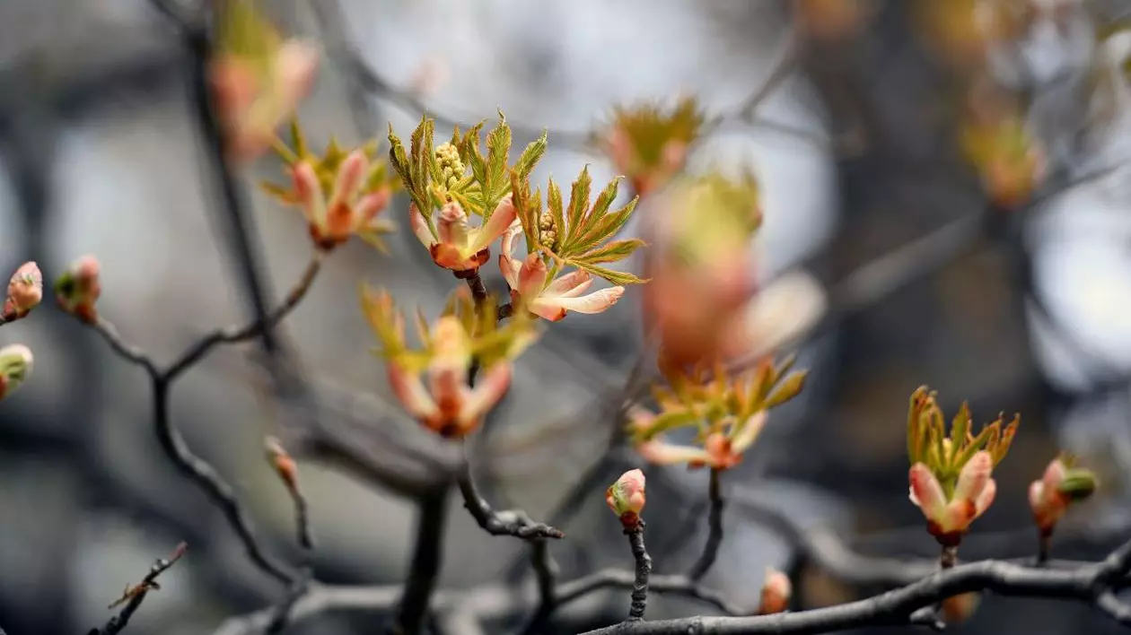 Castanii din Buzău au înflorit a doua oară în acest an. „O anomalie. Arborii şi-au pierdut calendarul”, explică specialiștii