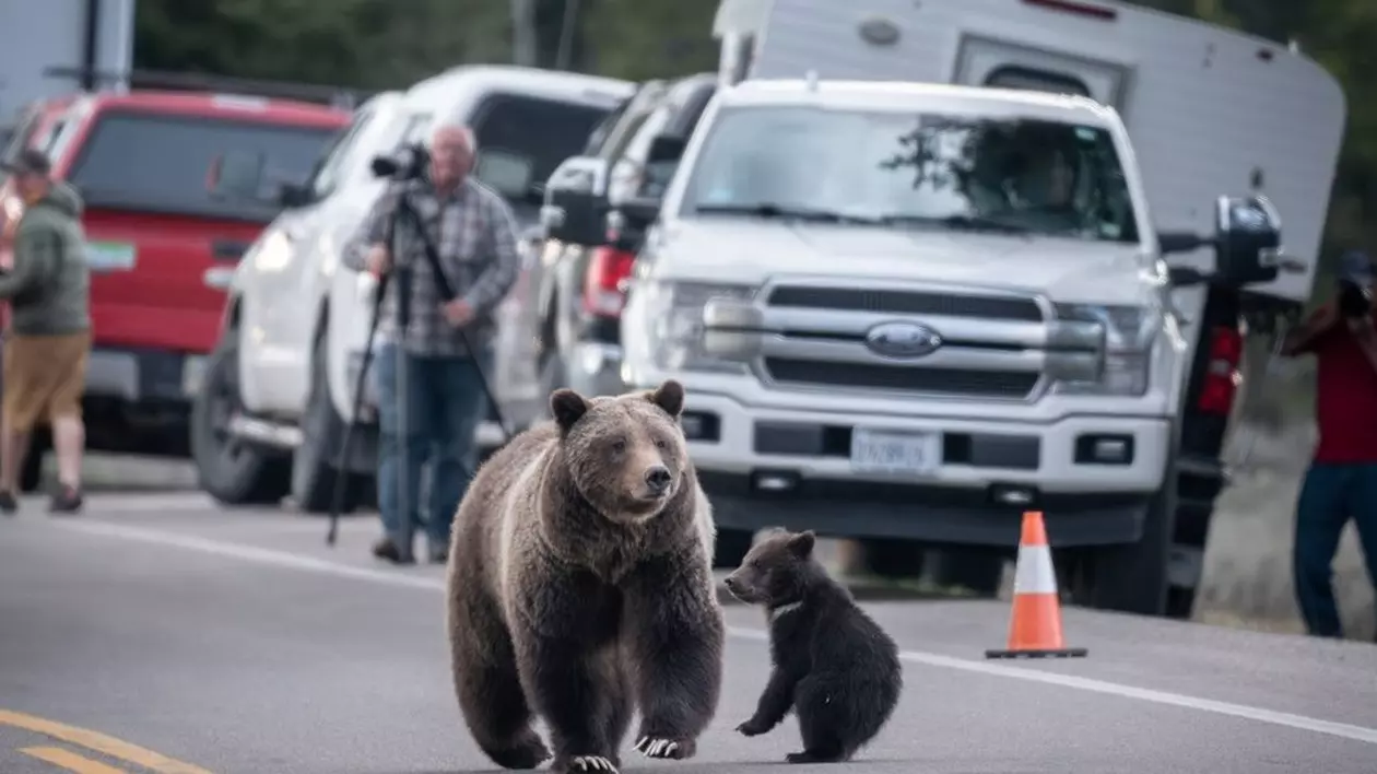Grizzly 399, ursoaica-vedetă din Wyoming, a murit după ce a fost lovită de o mașină
