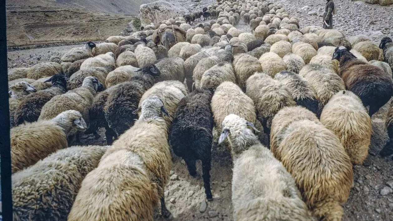 Un bărbat de 81 de ani a fost condamnat la închisoare pentru că a clonat animale pentru a crea hibrizi