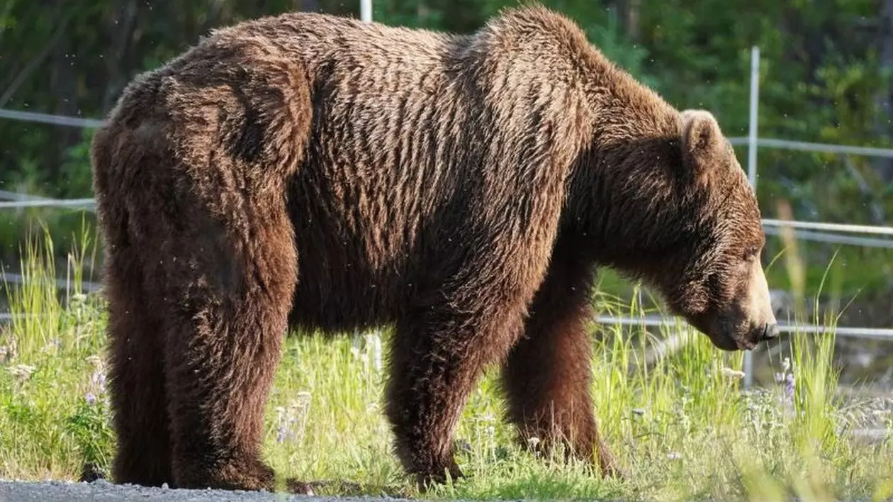 Bărbat atacat și mușcat de urs în Corbeni, județul Argeș. Mesaj RO-Alert pentru persoanele aflate în zonă